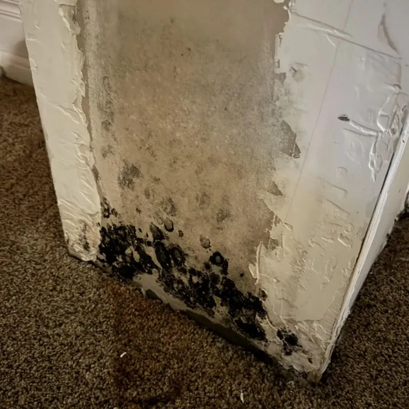 Professional Mold Removal in Christian County, KY